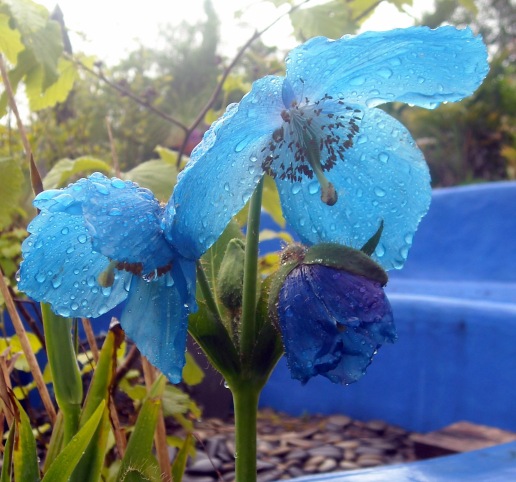 Blue poppy, raindrops DSCN0060